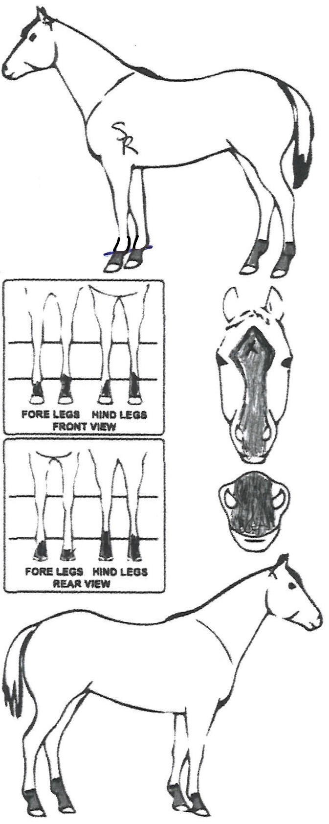 Animals Marking Image