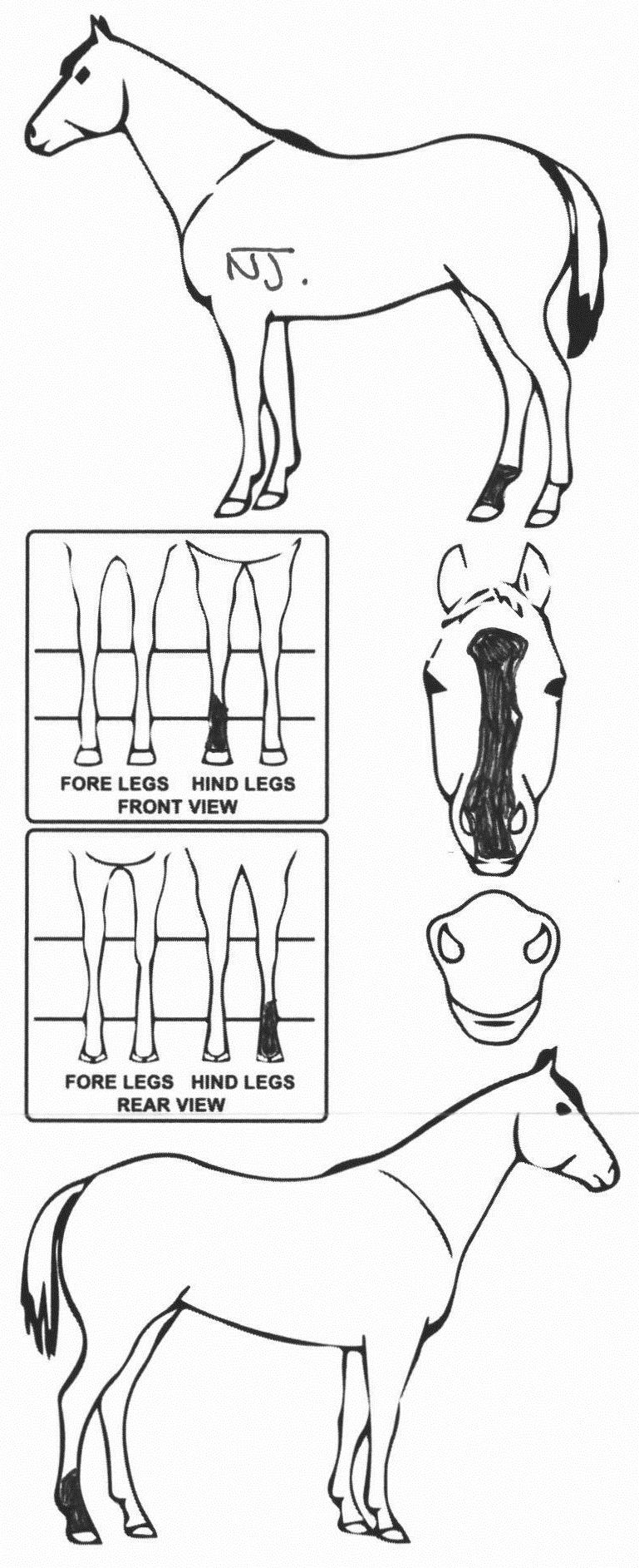 Animals Marking Image