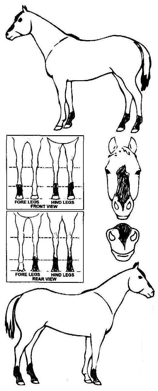 Animals Marking Image