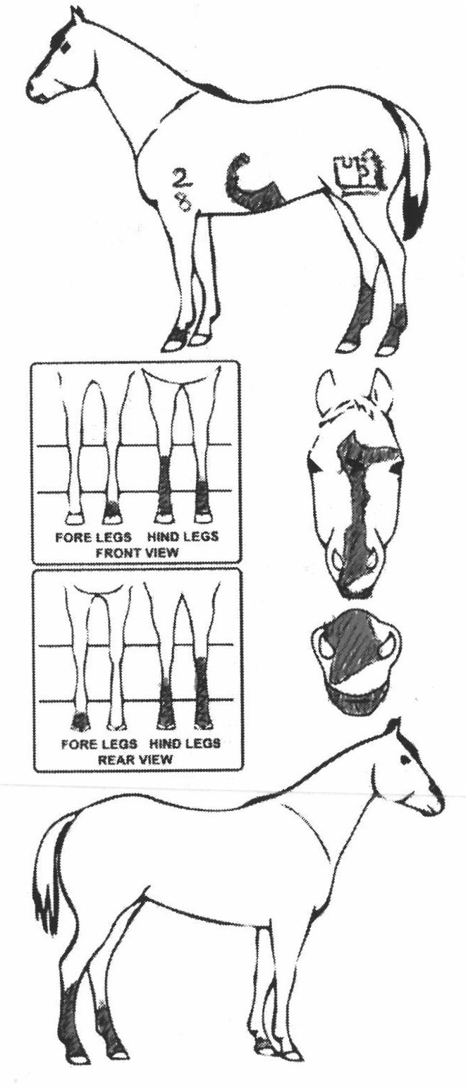 Animals Marking Image