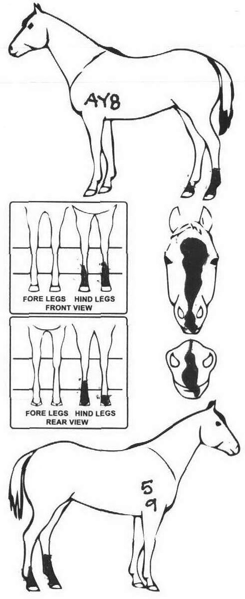 Animals Marking Image