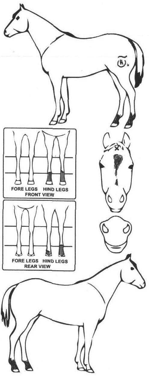 Animals Marking Image