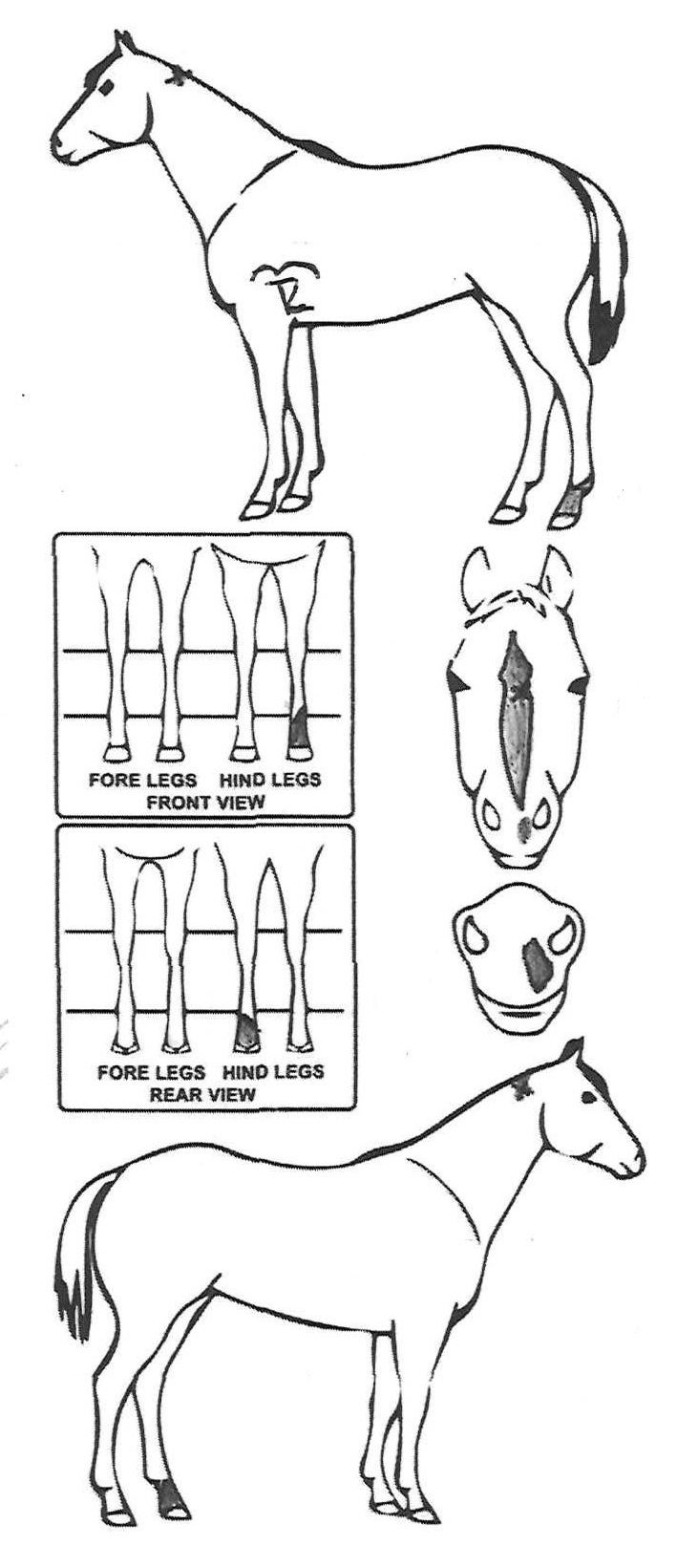 Animals Marking Image