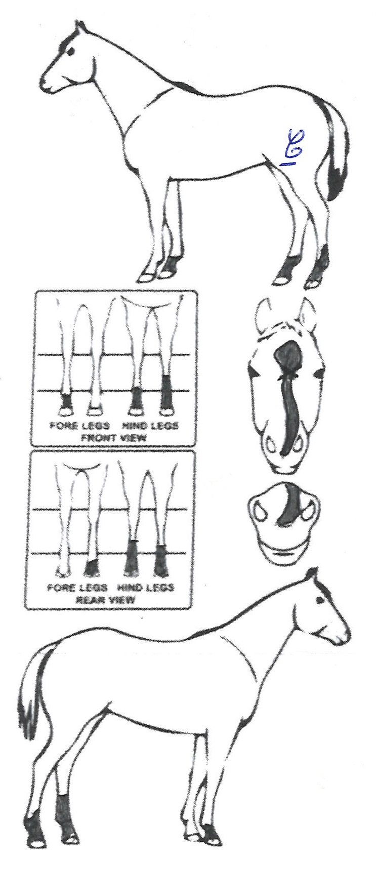 Animals Marking Image