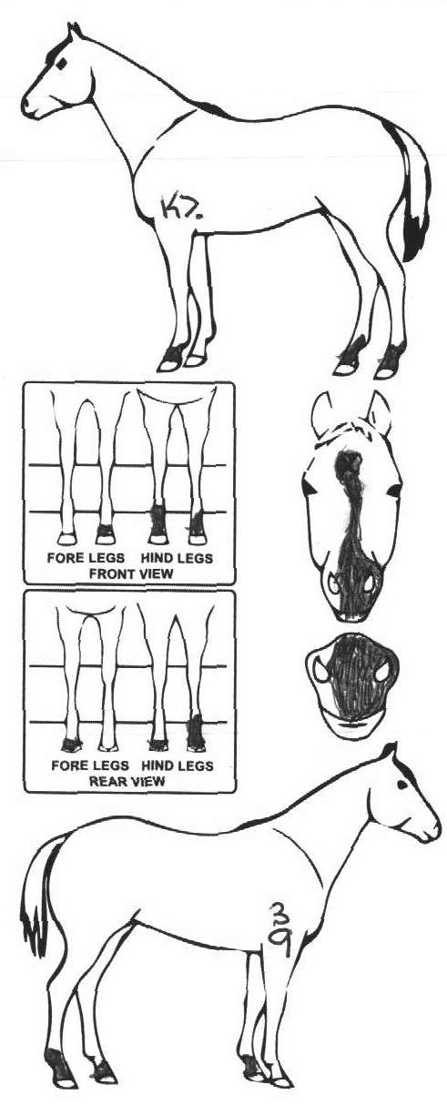 Animals Marking Image