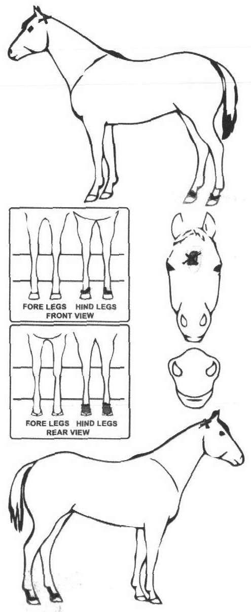 Animals Marking Image