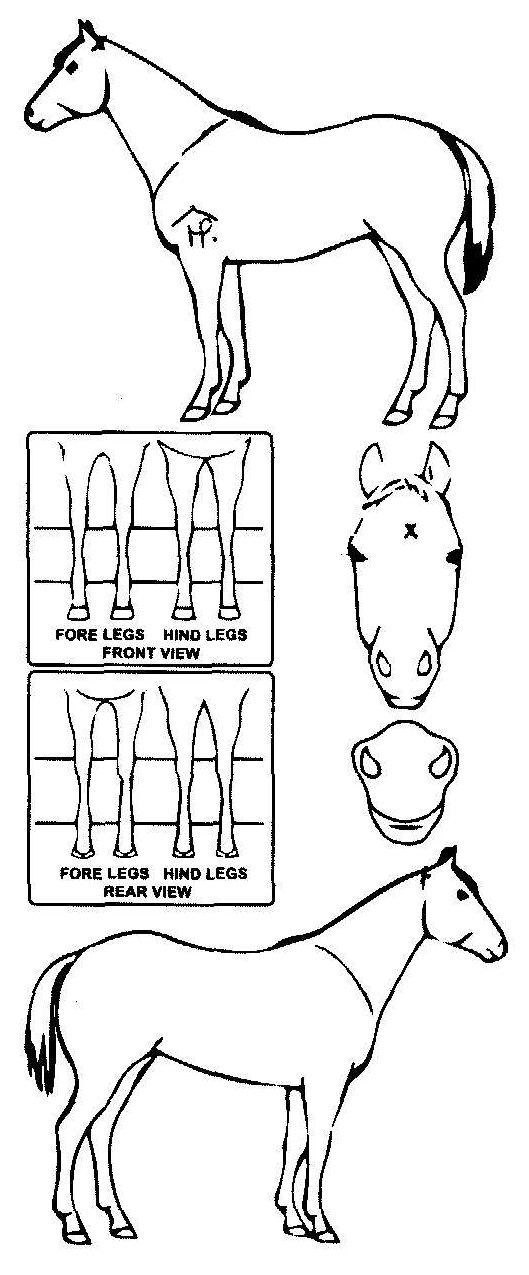 Animals Marking Image