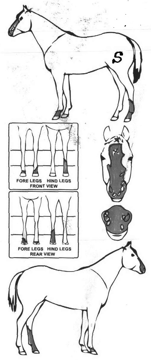Animals Marking Image