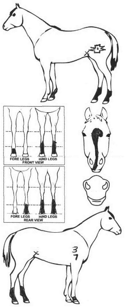 iCompete - Animal Details