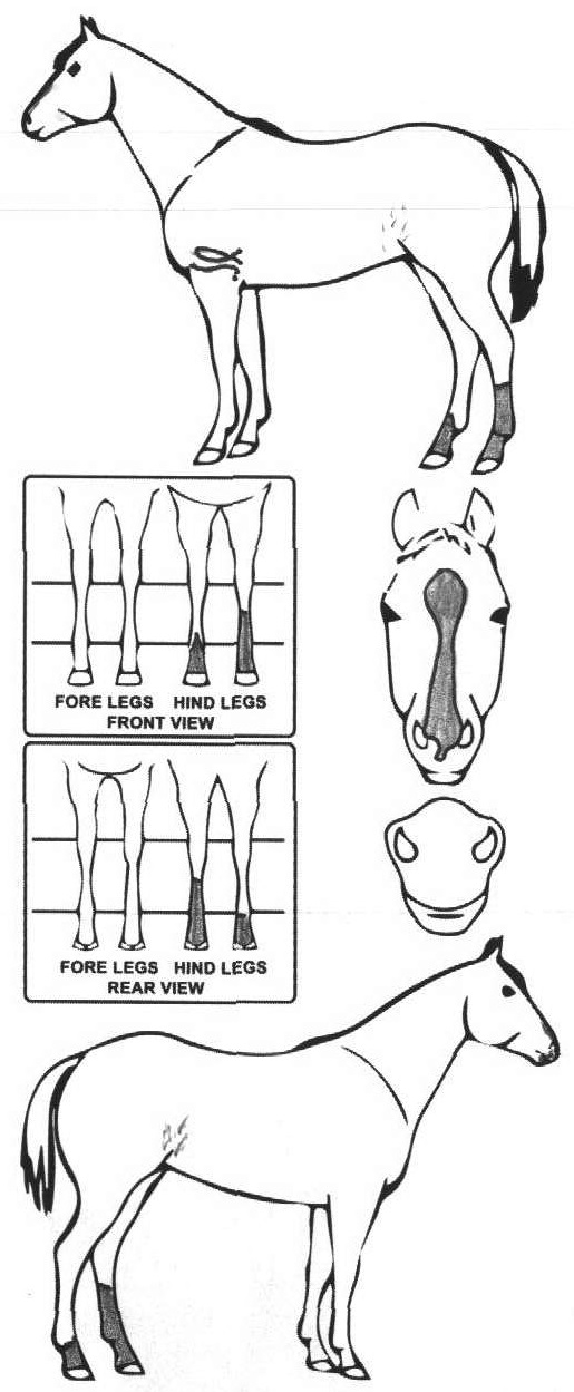 Animals Marking Image