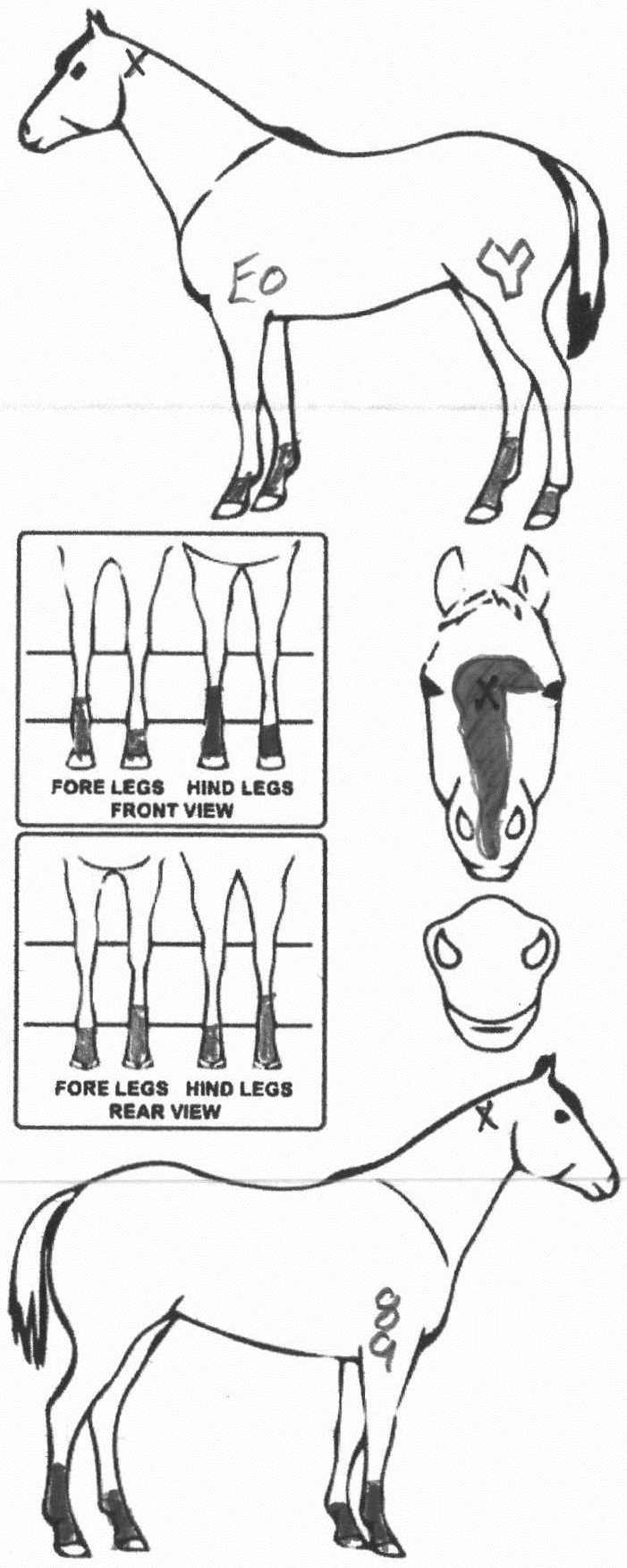 Animals Marking Image