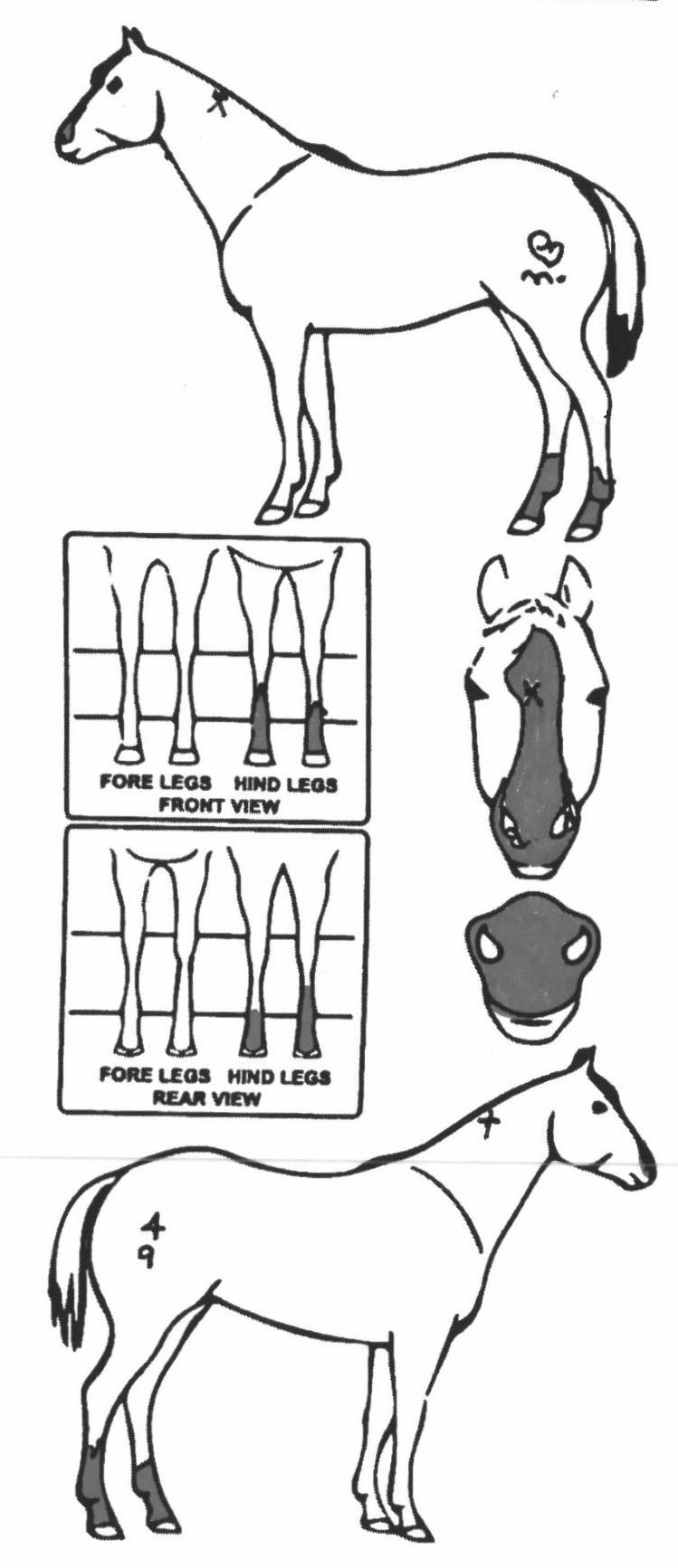 Animals Marking Image