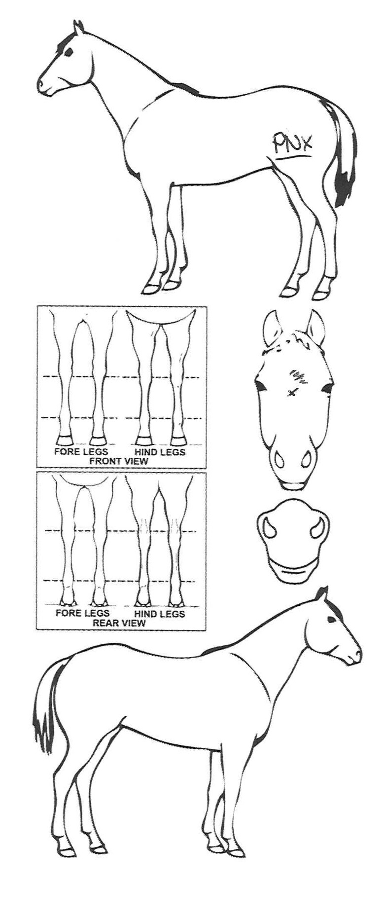 Animals Marking Image