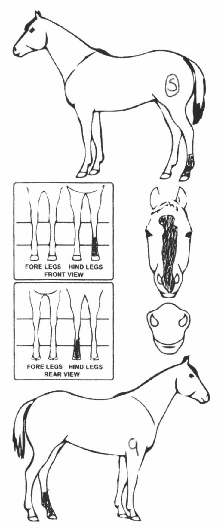 Animals Marking Image