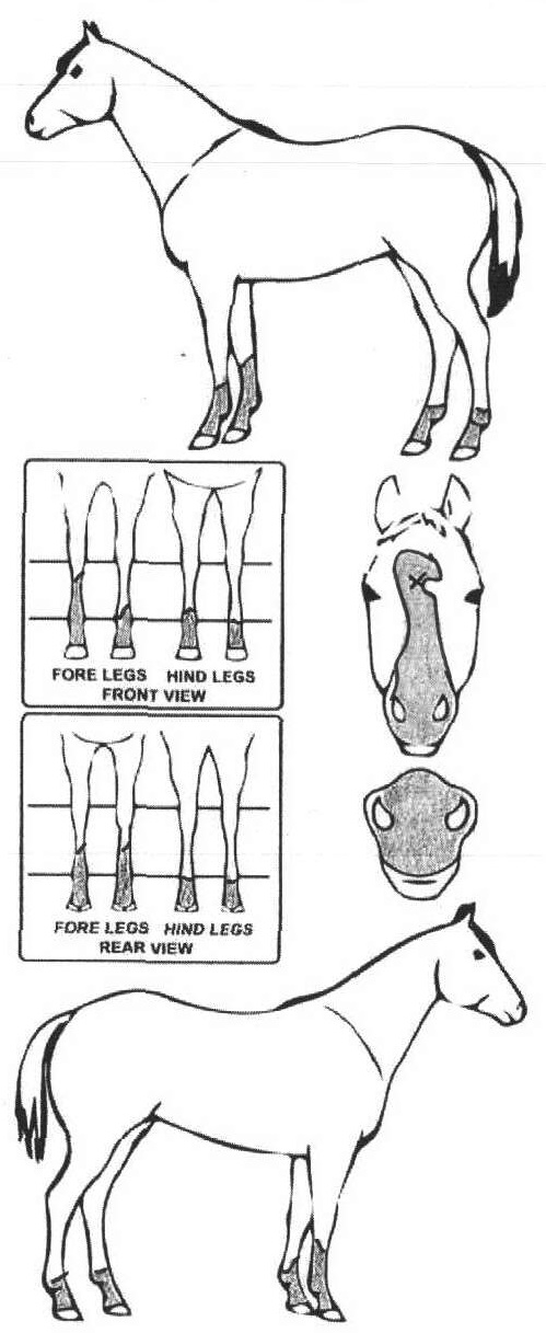 iCompete - Animal Details