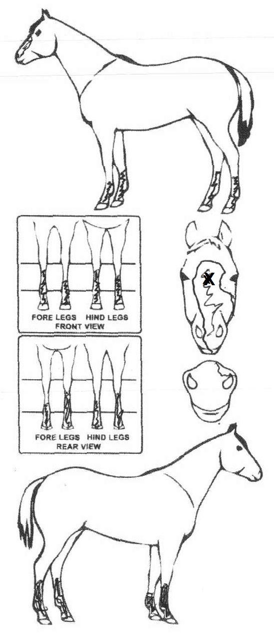 Animals Marking Image