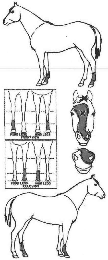 Animals Marking Image