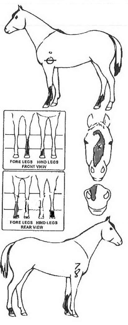 Animals Marking Image