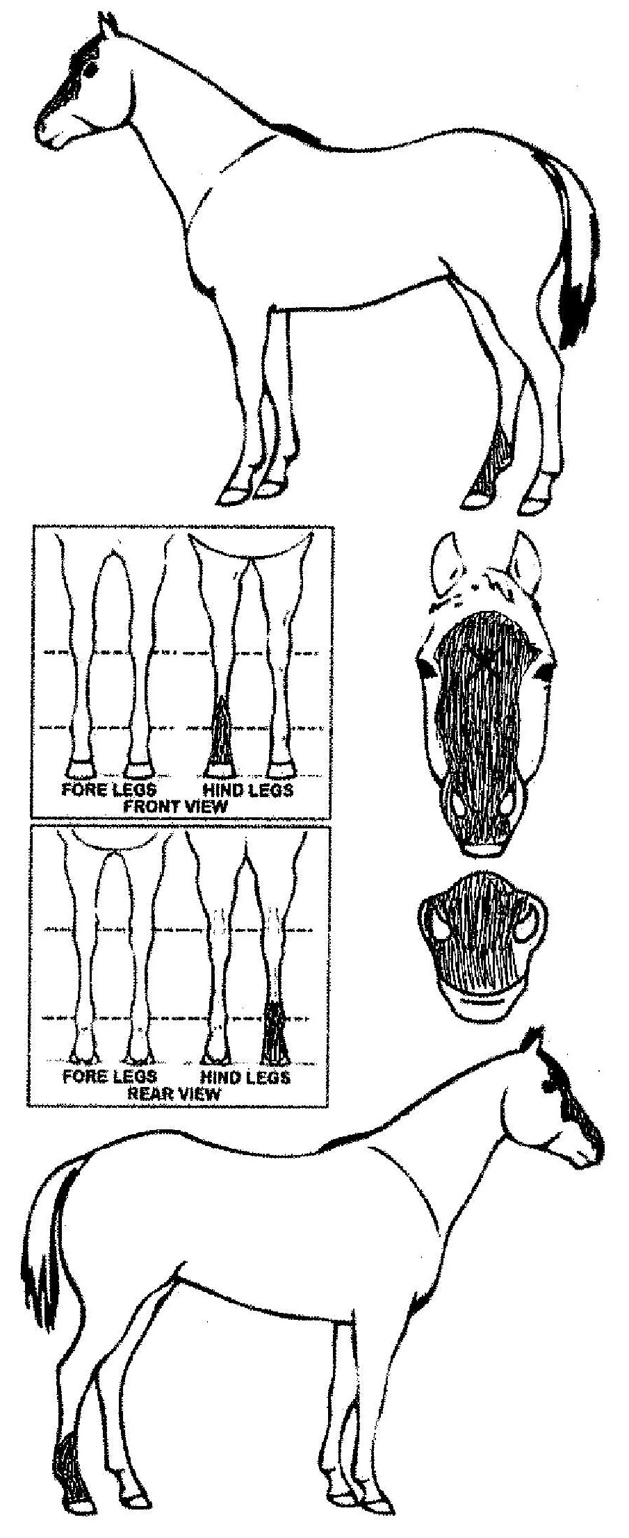 Animals Marking Image