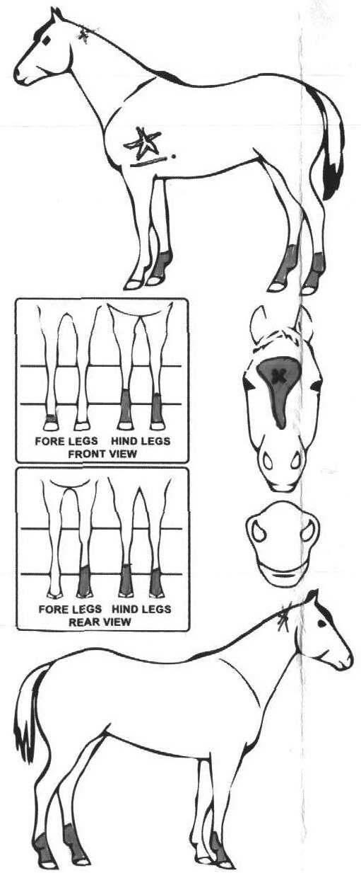 Animals Marking Image