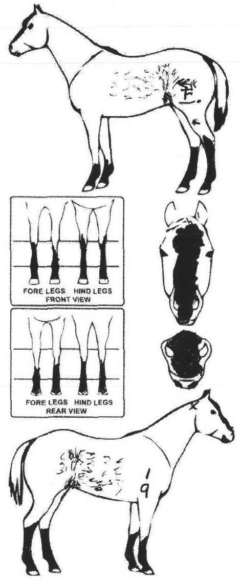 Animals Marking Image