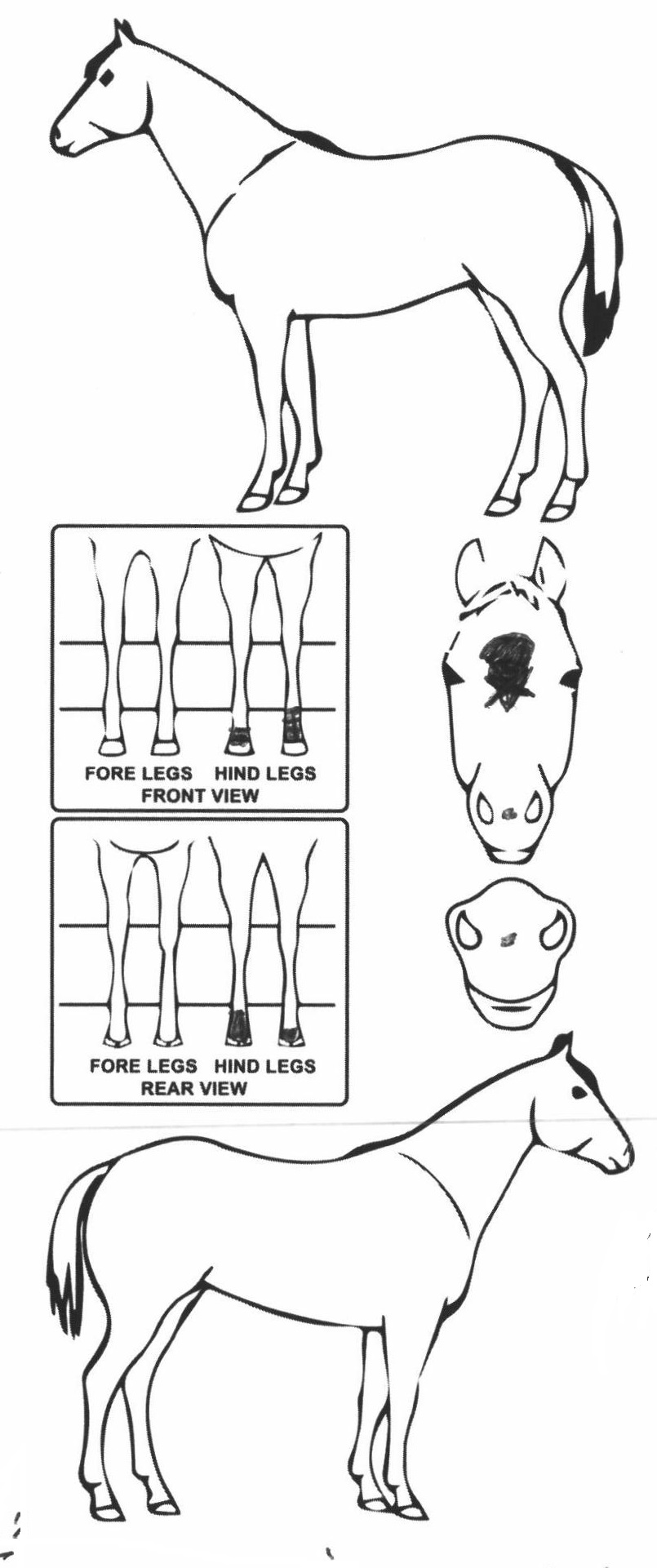 Animals Marking Image