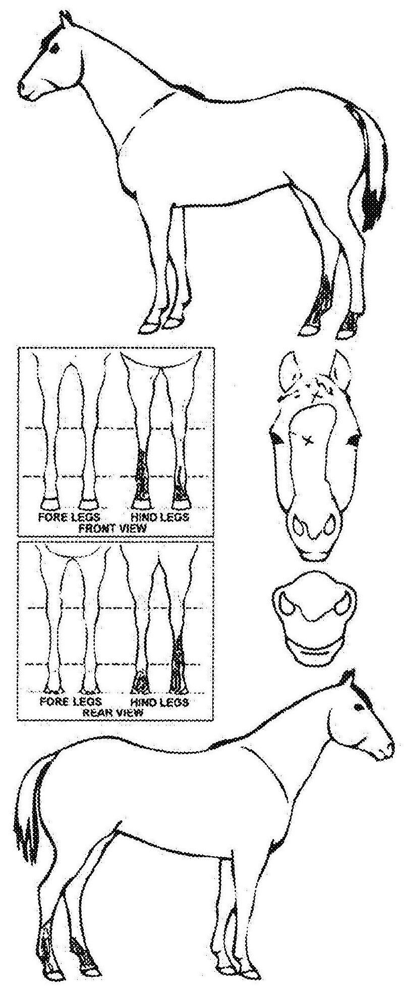 Animals Marking Image