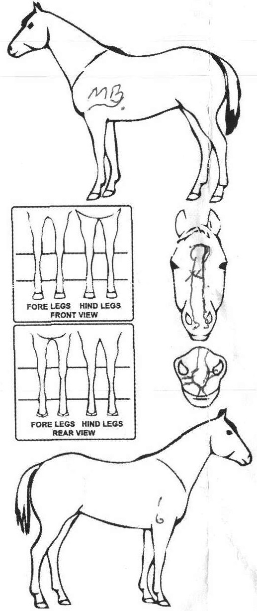 Animals Marking Image