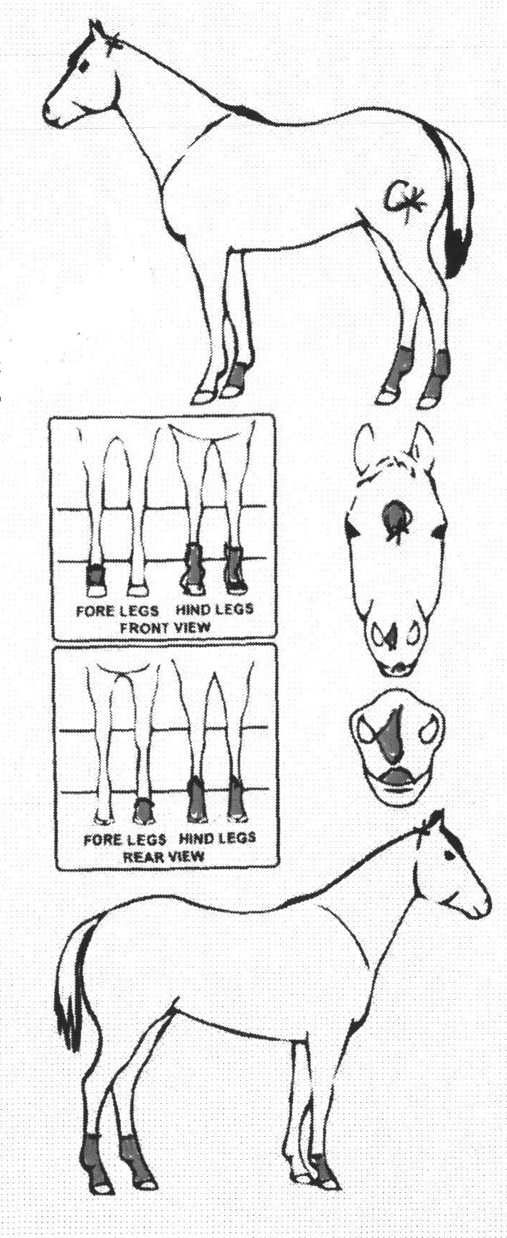 Animals Marking Image