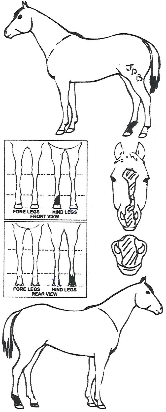 Animals Marking Image