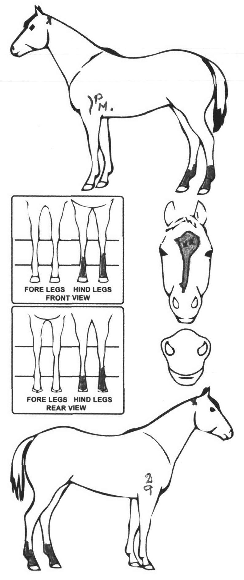 Animals Marking Image