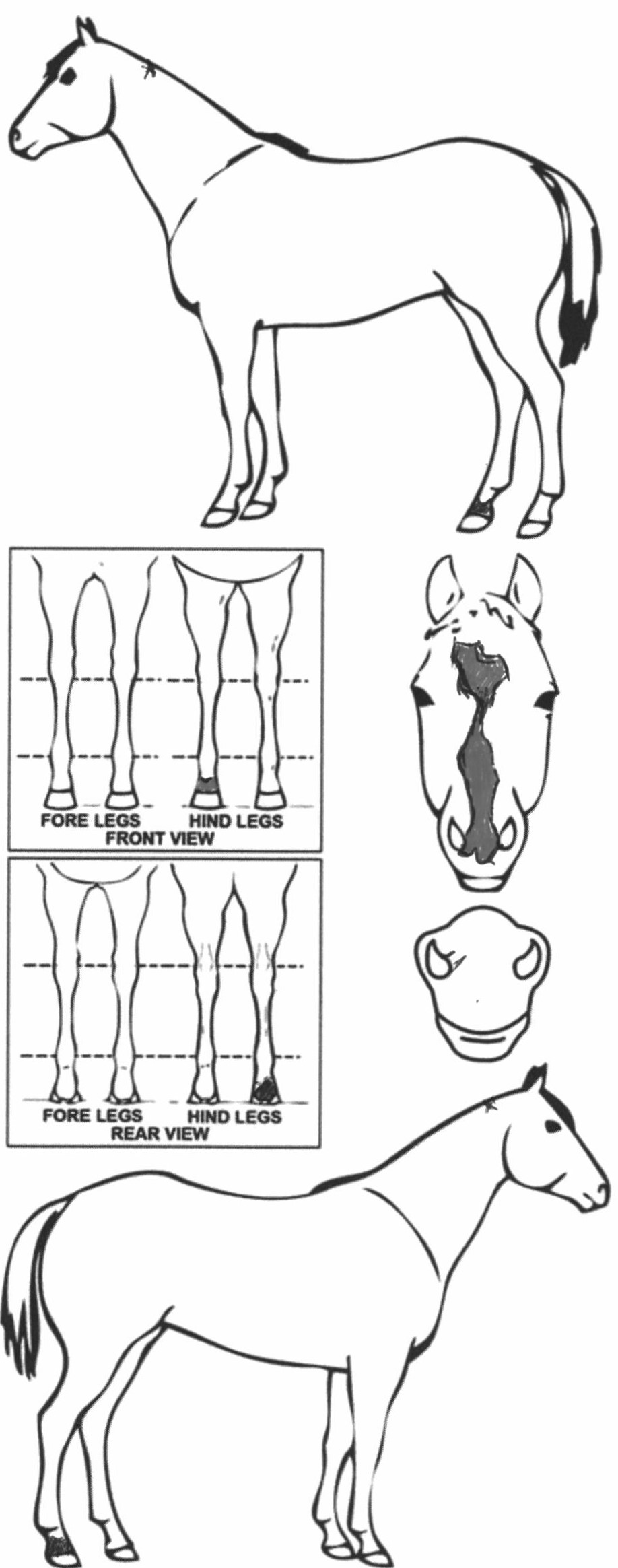 Animals Marking Image