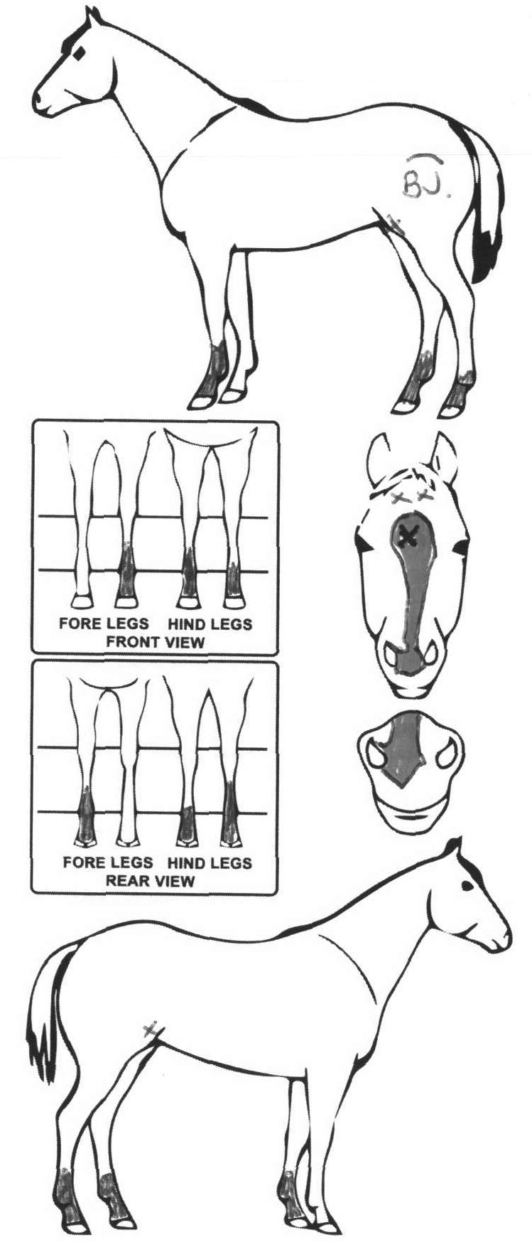 Animals Marking Image