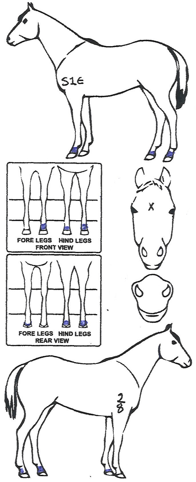 Animals Marking Image