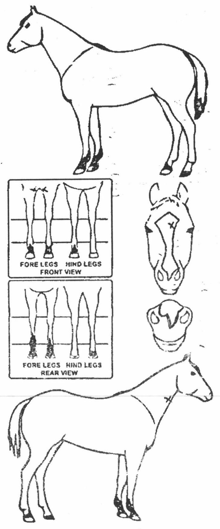 Animals Marking Image