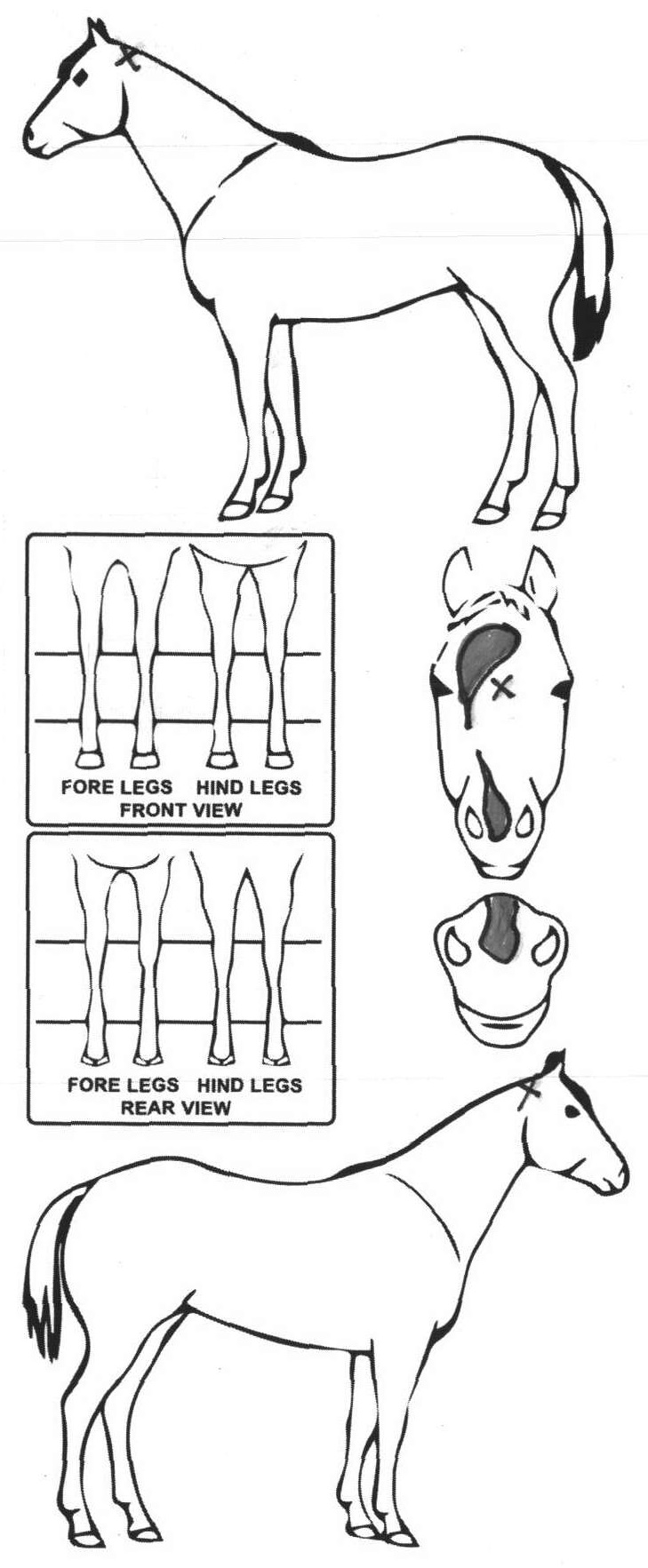 Animals Marking Image