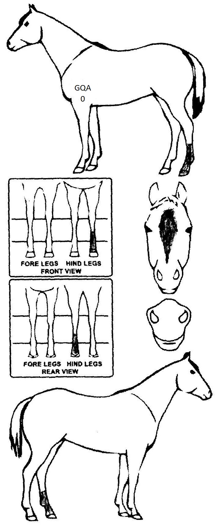 Animals Marking Image