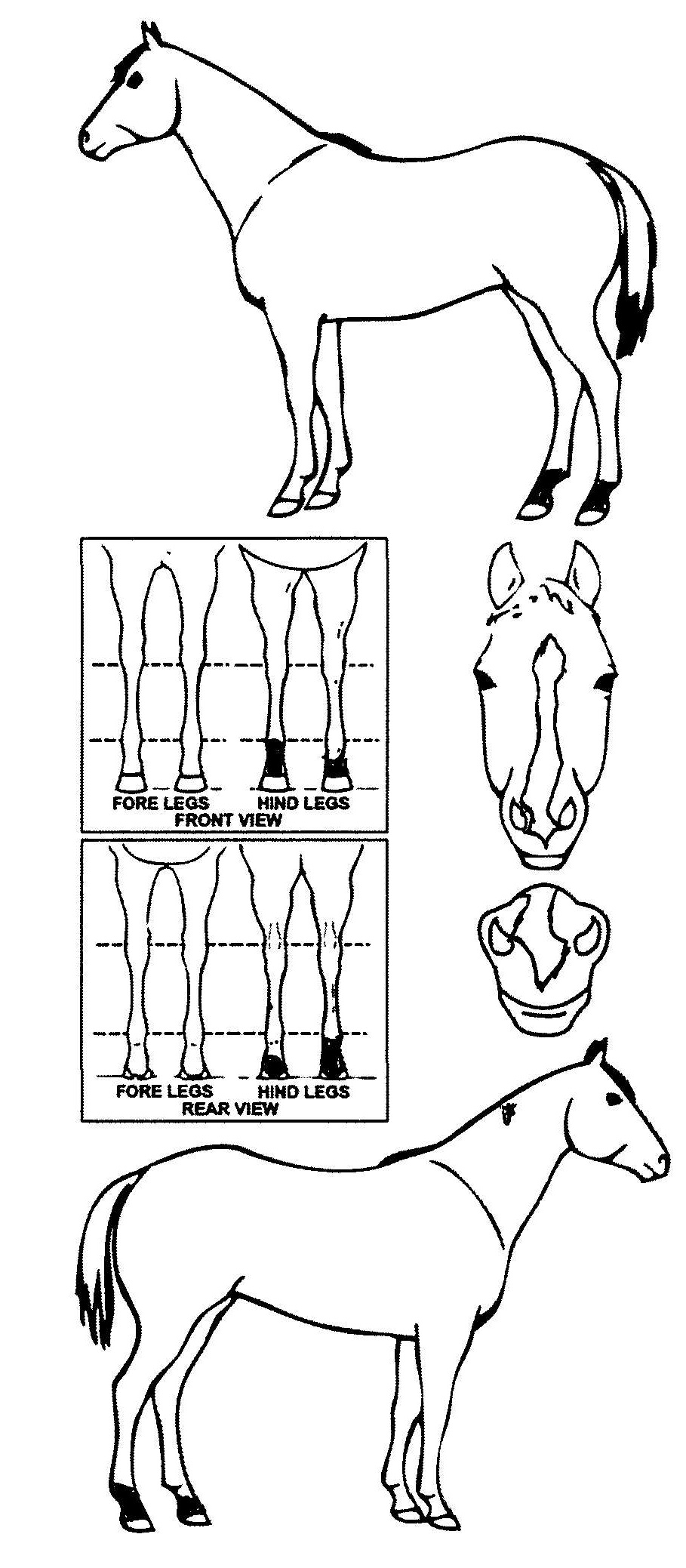 Animals Marking Image