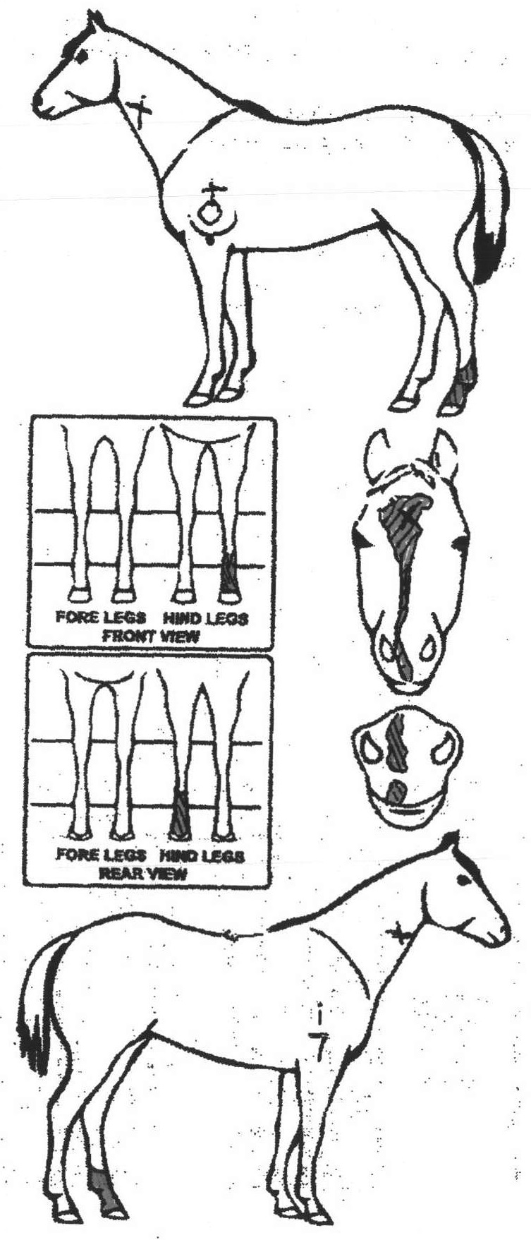 Animals Marking Image