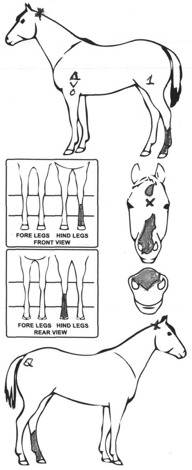 iCompete - Animal Details