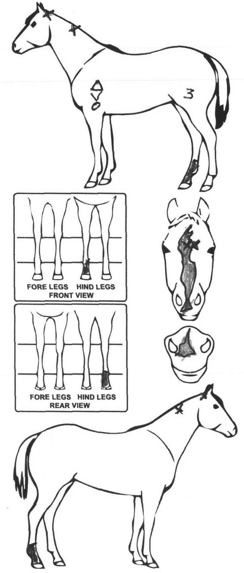 Animals Marking Image