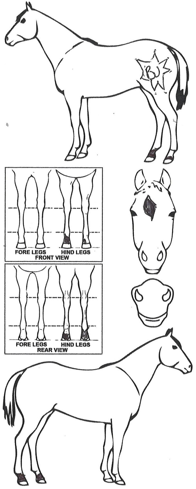 Animals Marking Image