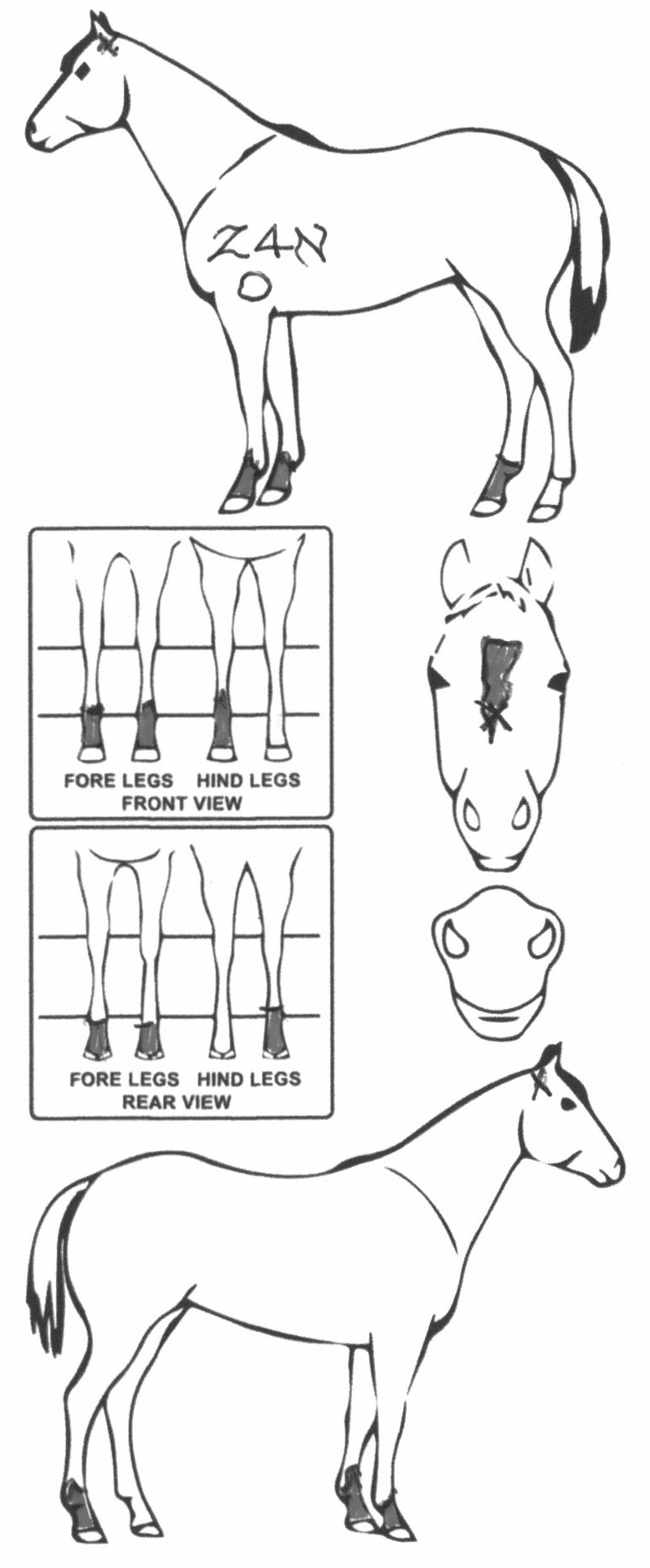 Animals Marking Image