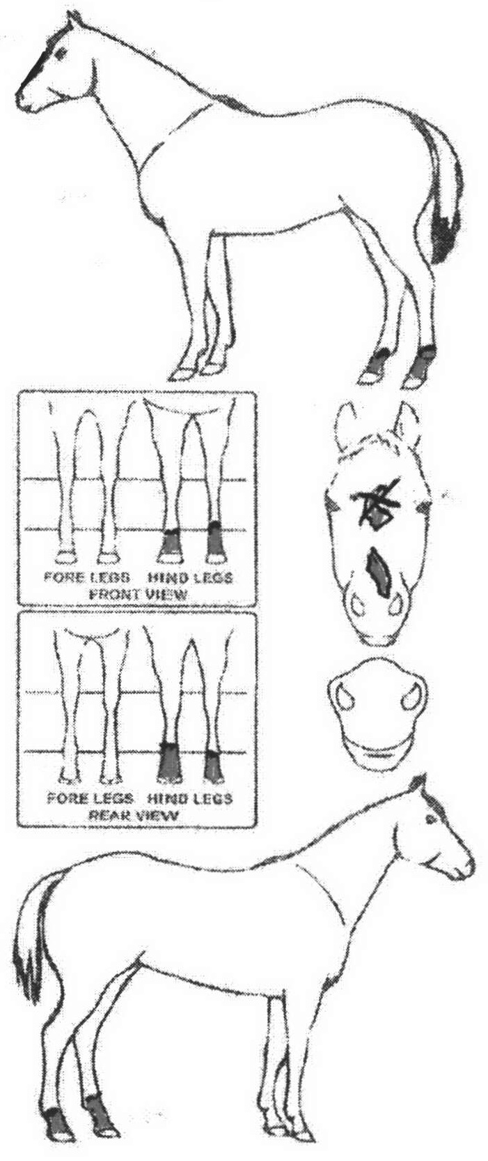 Animals Marking Image