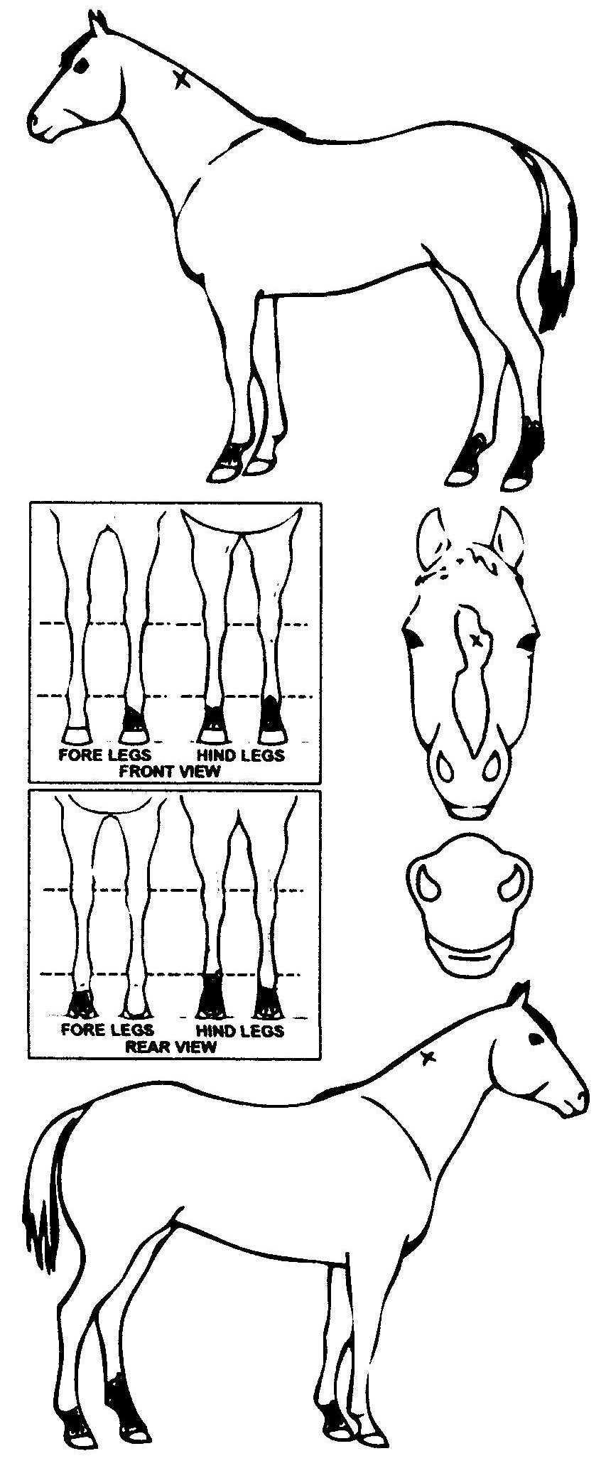 Animals Marking Image