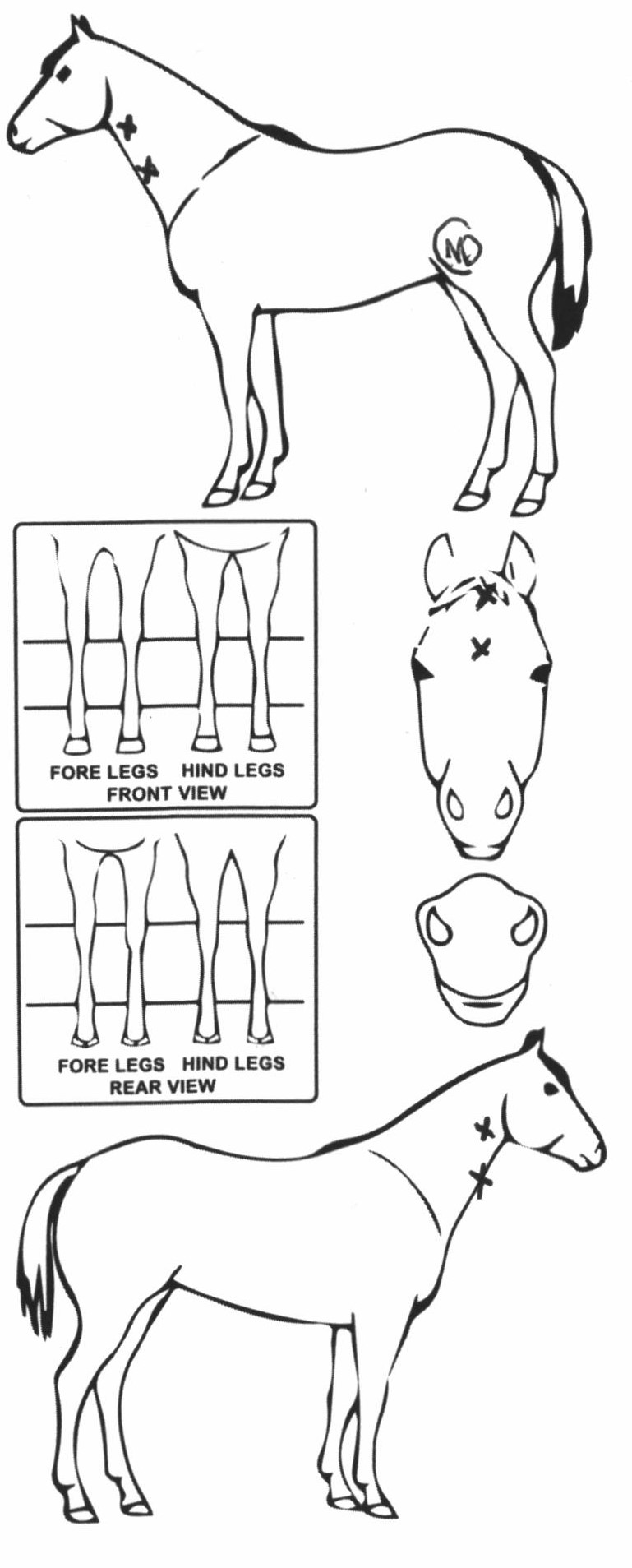 Animals Marking Image