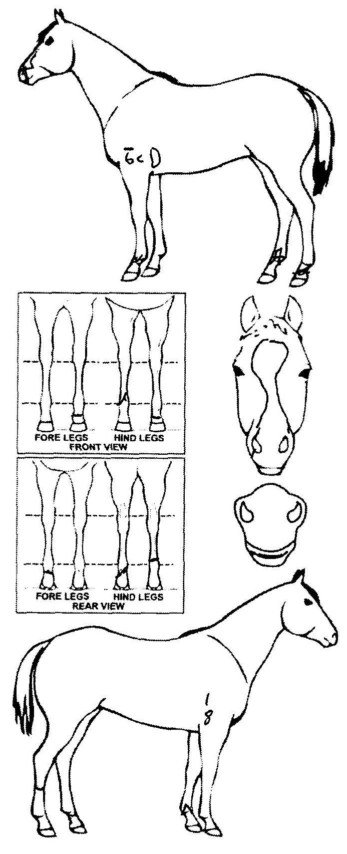 Animals Marking Image