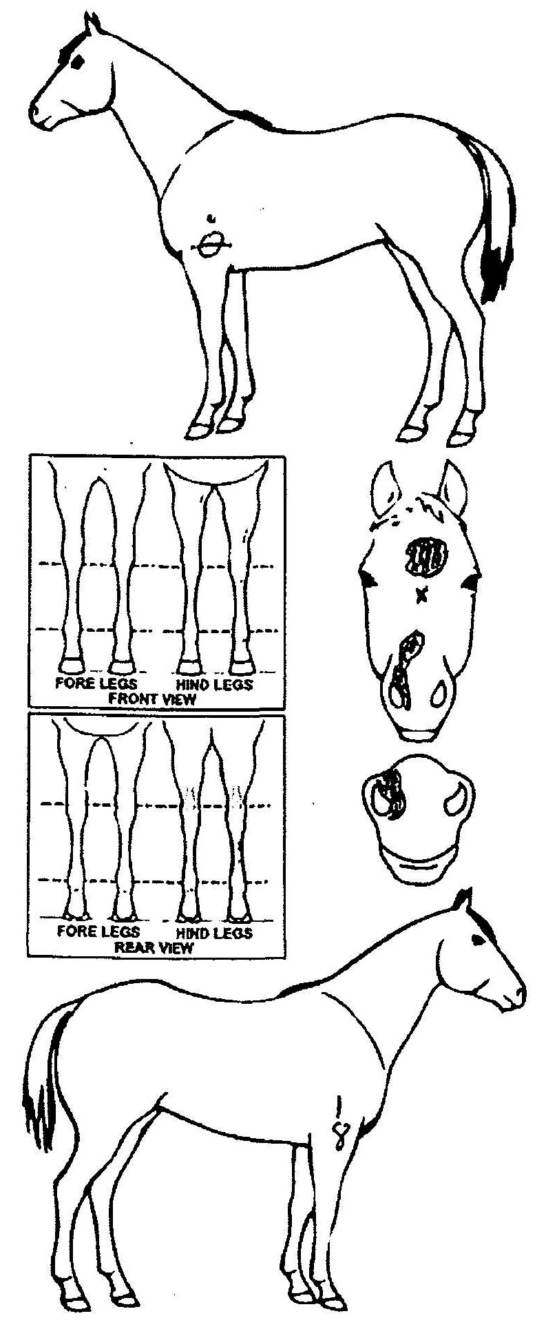 Animals Marking Image