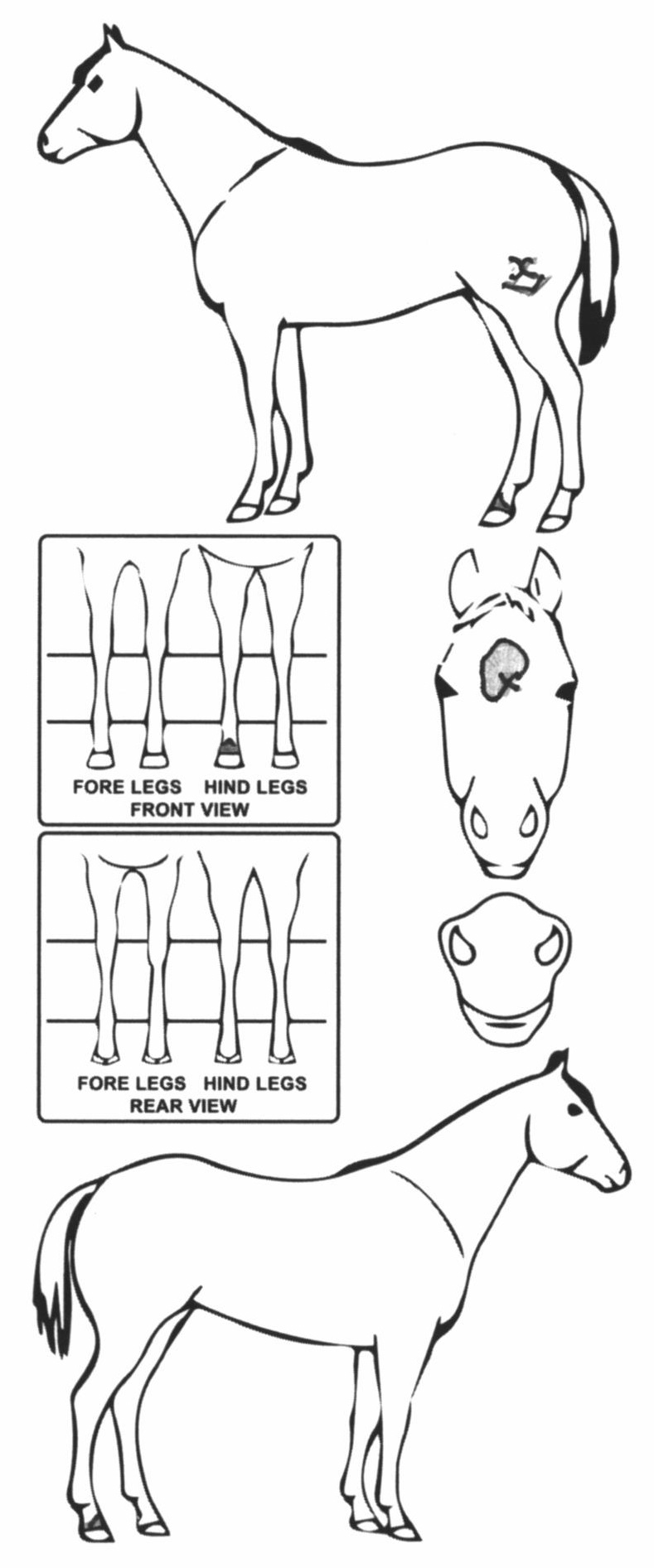 Animals Marking Image