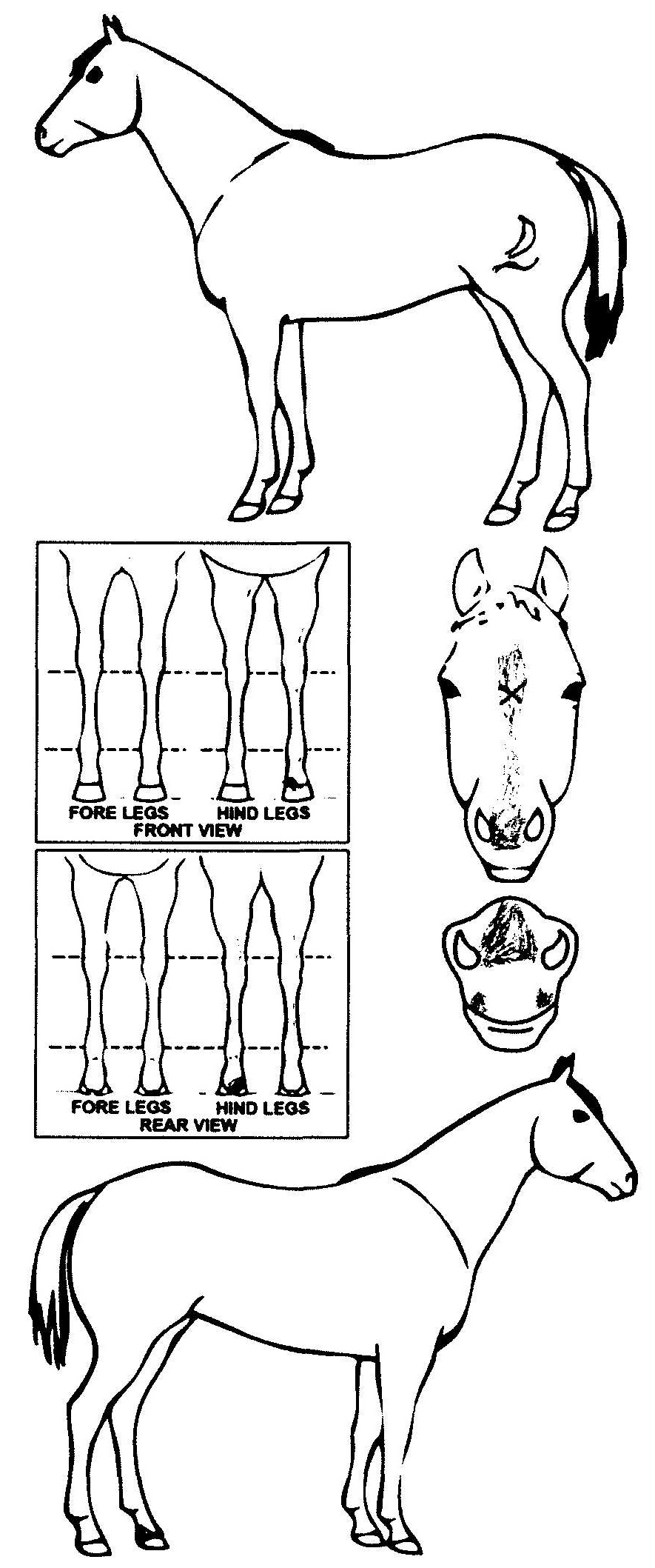 Animals Marking Image